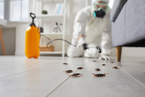 Affordable Termite Control solutions in Romeo, MI